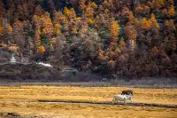 住進4000米的亞丁村,推窗見神山!