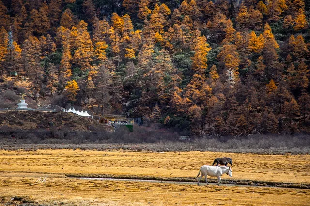 住進4000米的亞丁村,推窗見神山! 住進4000米的亞丁村,推窗見神山!