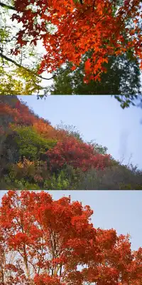 香山！這麼好看你要考研啊？！