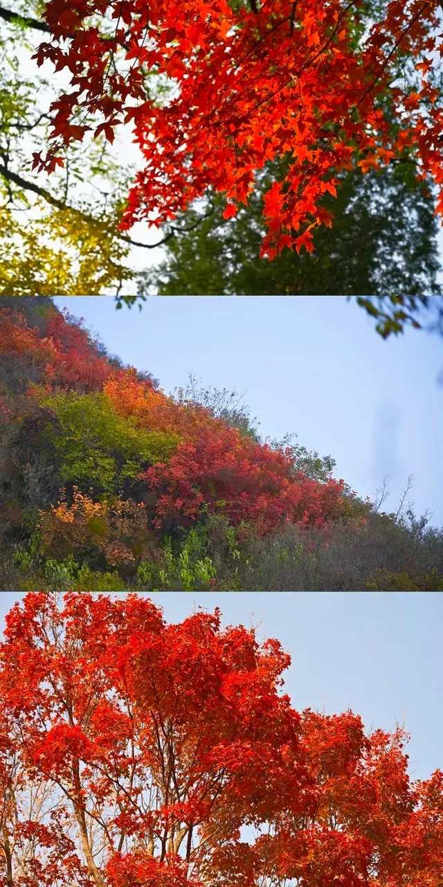 香山！這麼好看你要考研啊？！