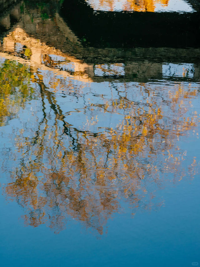 在濮院 | “樹樹皆秋色，波波成畫屏”