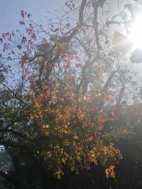 魔都賞秋必去園林