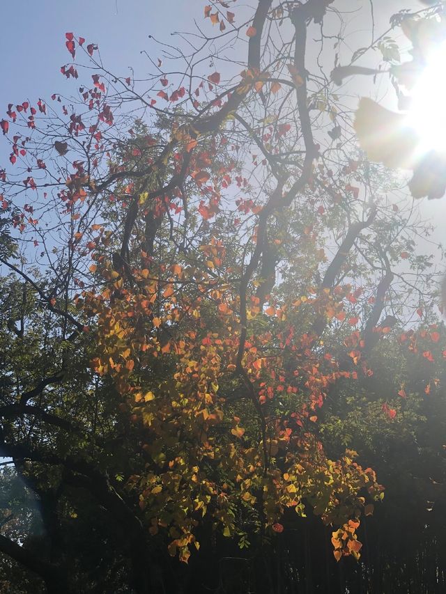 魔都賞秋必去園林