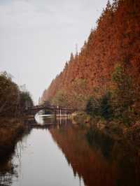 12月限定水杉紅海