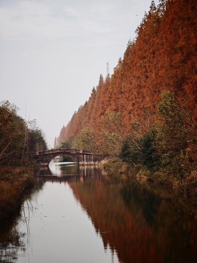 12月限定水杉紅海 12月限定水杉紅海