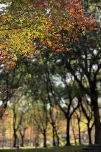 被銀杏包裹的初冬