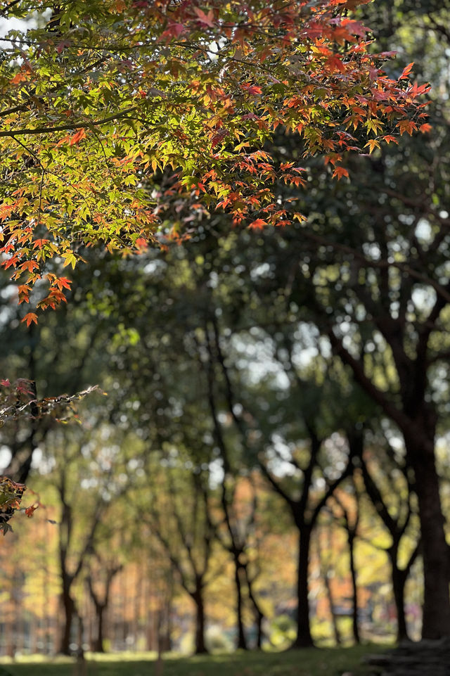 被銀杏包裹的初冬 被銀杏包裹的初冬
