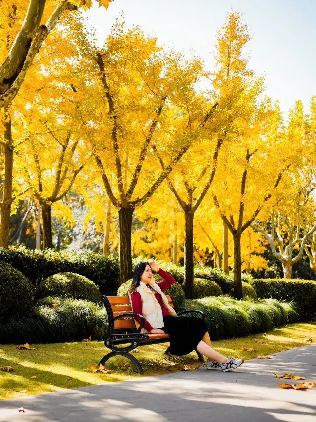 Hidden Gem for Autumn Viewing in Shanghai: A Vast Ginkgo Forest in Huangxing Park