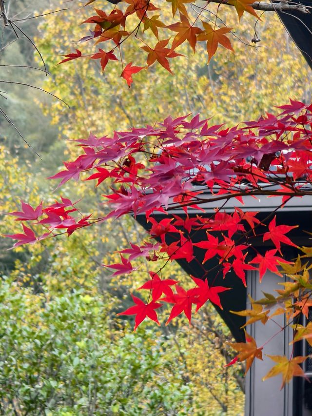 江南詩意泡湯體驗 江南詩意泡湯體驗