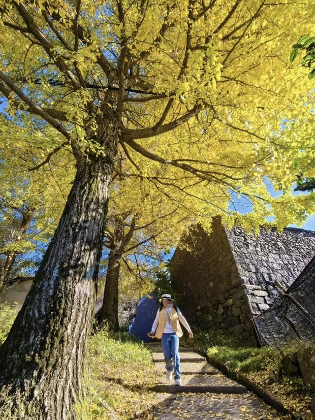 賞秋倒計時,四明山再不去葉子都謝完了 賞秋倒計時,四明山再不去葉子都謝完了