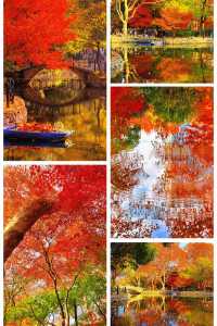 魔都限定秋色!魯迅公園賞楓全攻略錯過再等365天