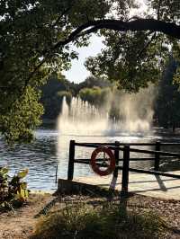 12月共青楓葉紅了銀杏黃了(附出片打卡點)