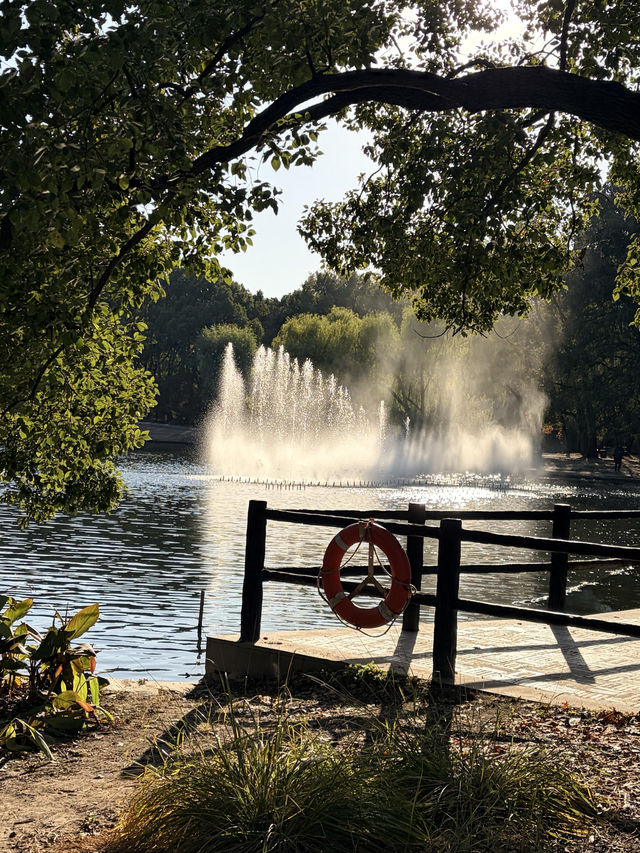 12月共青楓葉紅了銀杏黃了(附出片打卡點) 12月共青楓葉紅了銀杏黃了(附出片打卡點)