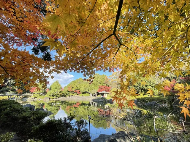 名古屋紅葉—白鳥庭園 名古屋紅葉—白鳥庭園