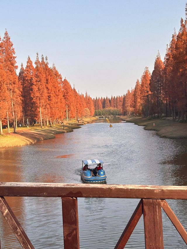 秋日黃海森林絕美打卡 秋日黃海森林絕美打卡