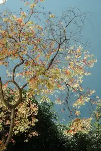 廣州出發陽朔週末兩日遊（緊湊版）