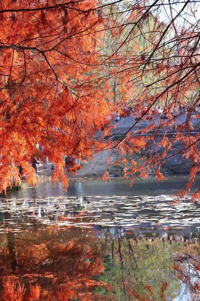 南京秋色天花板在這 南京秋色天花板在這
