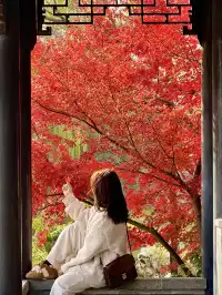 上海自駕1h賞秋紅透的楓葉真的美到封神