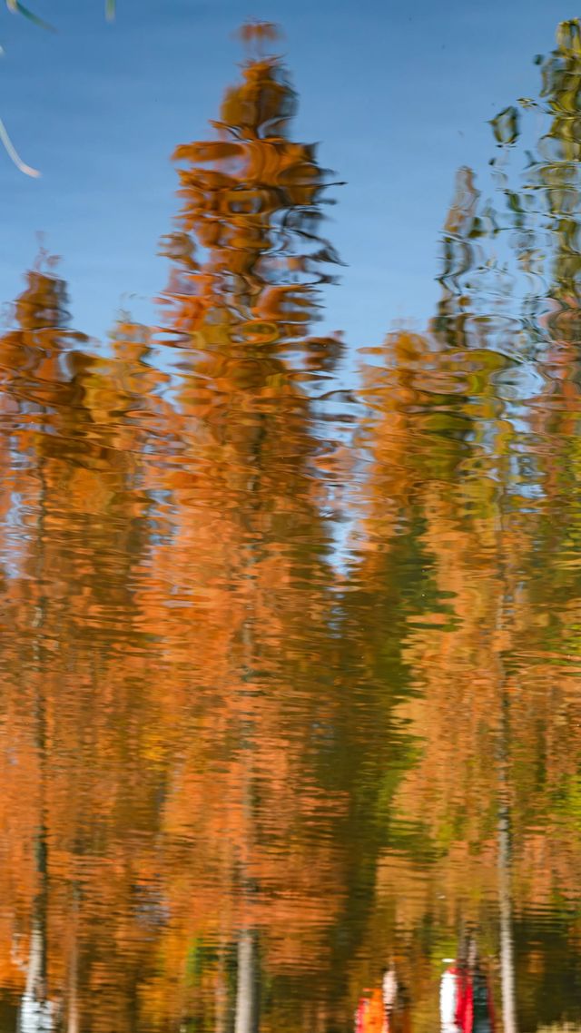 冬日邂逅西昌小漁村紅杉林：把邛海的溫柔揉進紅杉的焦糖色裡