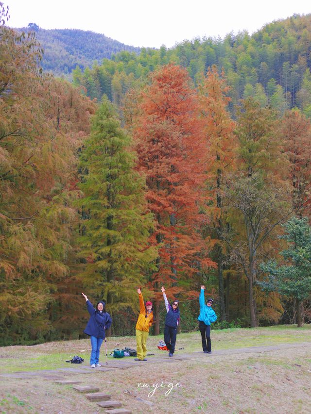 寧波徒步爬山|水杉-蘆葦蕩秋天王炸組合路線