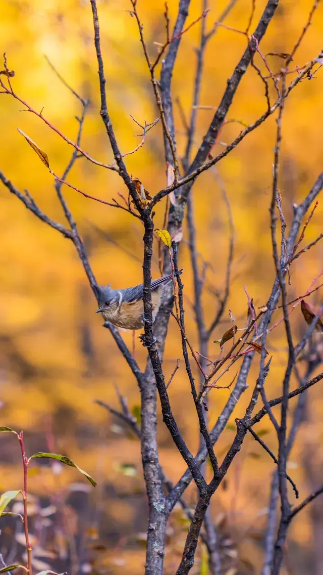 稻城亞丁拍到的各種野生動物 稻城亞丁拍到的各種野生動物