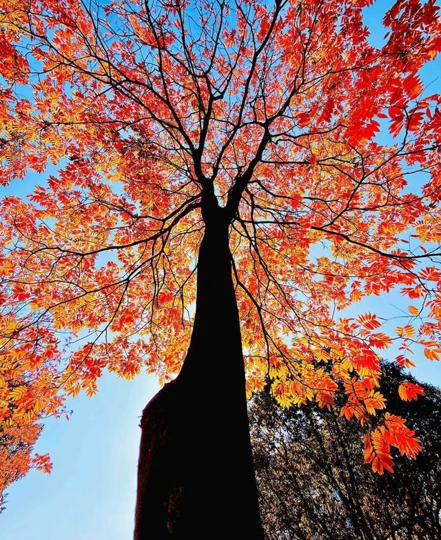 昆明的秋天 昆明的秋天