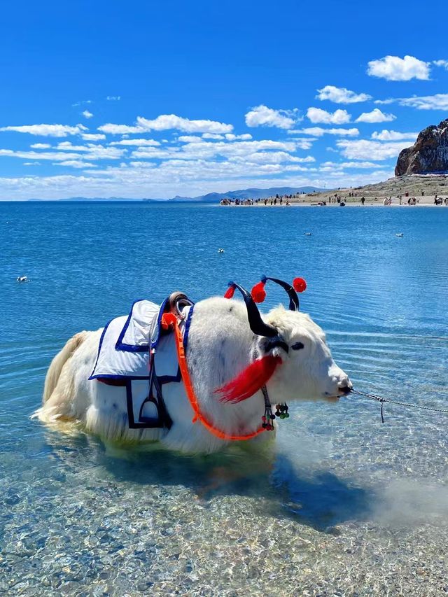 西藏6天5晚·輕奢旅拍小團 西藏6天5晚·輕奢旅拍小團