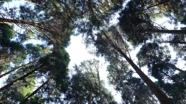 墜入「暮光森林」平陽滿田森林公園 墜入「暮光森林」平陽滿田森林公園