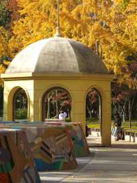 魔都小眾打卡！快看銀杏與聖誕樹撞了個滿懷