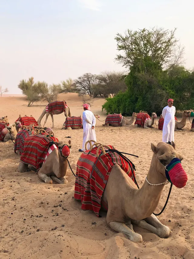 第一次去迪拜，請直接複製這條攻略！