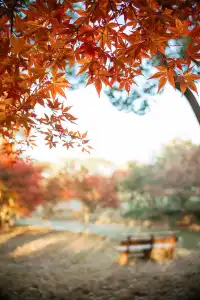 上海這裡的楓葉已經next level！附打卡路線