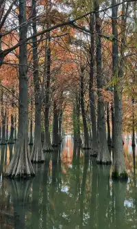 青西郊野公園秋天的顏色