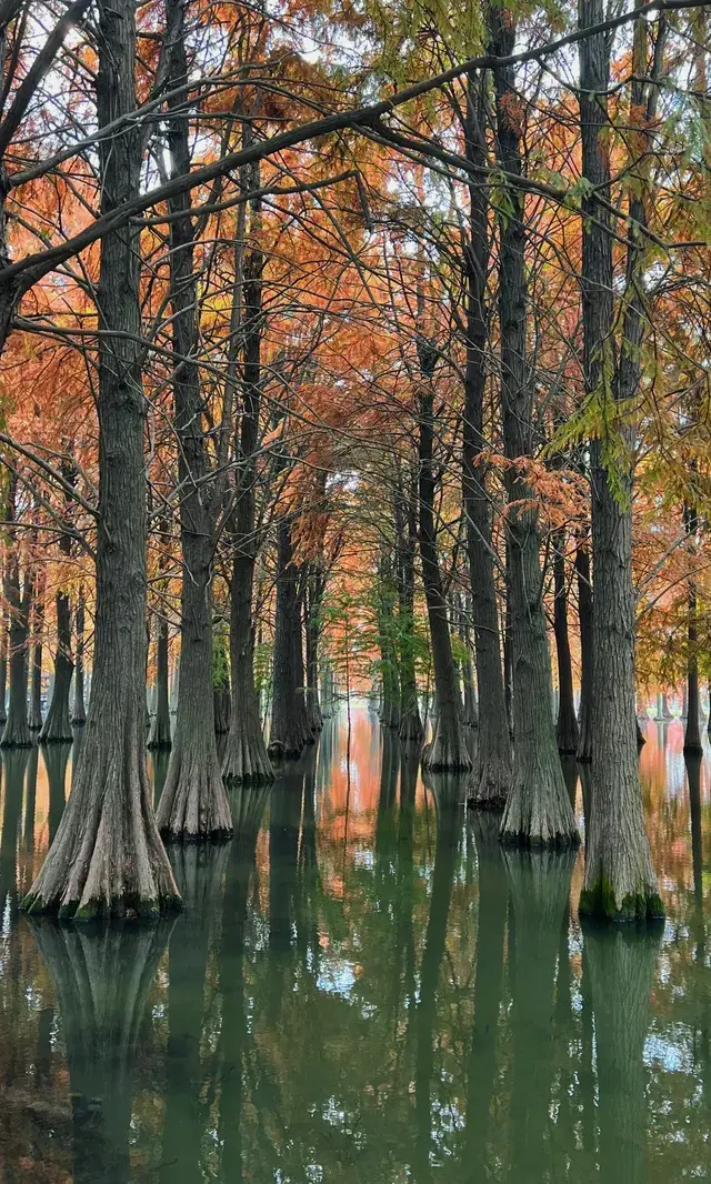 青西郊野公園秋天的顏色 青西郊野公園秋天的顏色