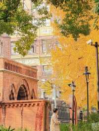 深秋限定！上海聖三一教堂銀杏與穹頂的絕美邂逅