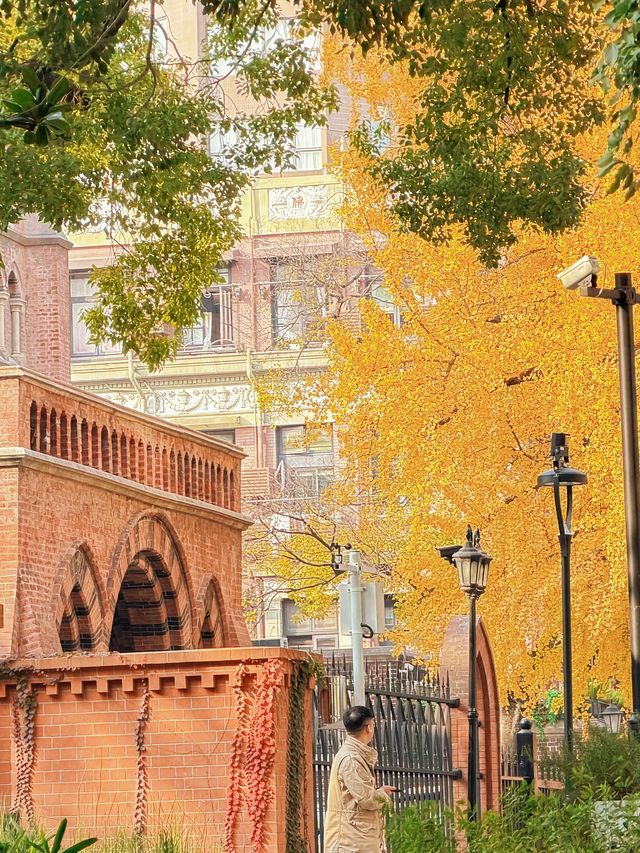深秋限定！上海聖三一教堂銀杏與穹頂的絕美邂逅