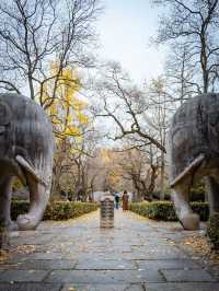 深秋的南京,一不小心闖進了油畫裡