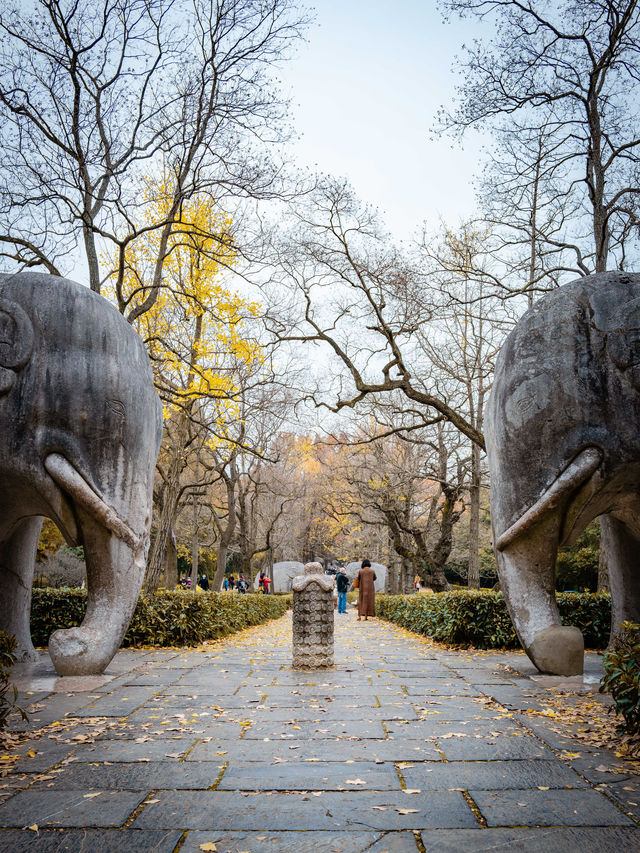 深秋的南京,一不小心闖進了油畫裡 深秋的南京,一不小心闖進了油畫裡