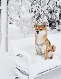 人,下雪天世界就變成了童話