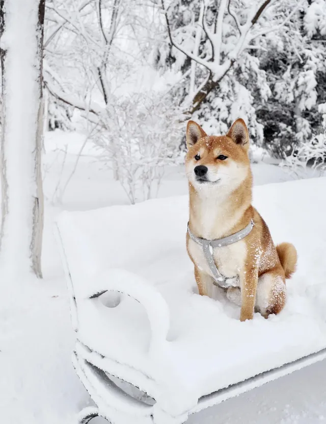 人,下雪天世界就變成了童話 人,下雪天世界就變成了童話