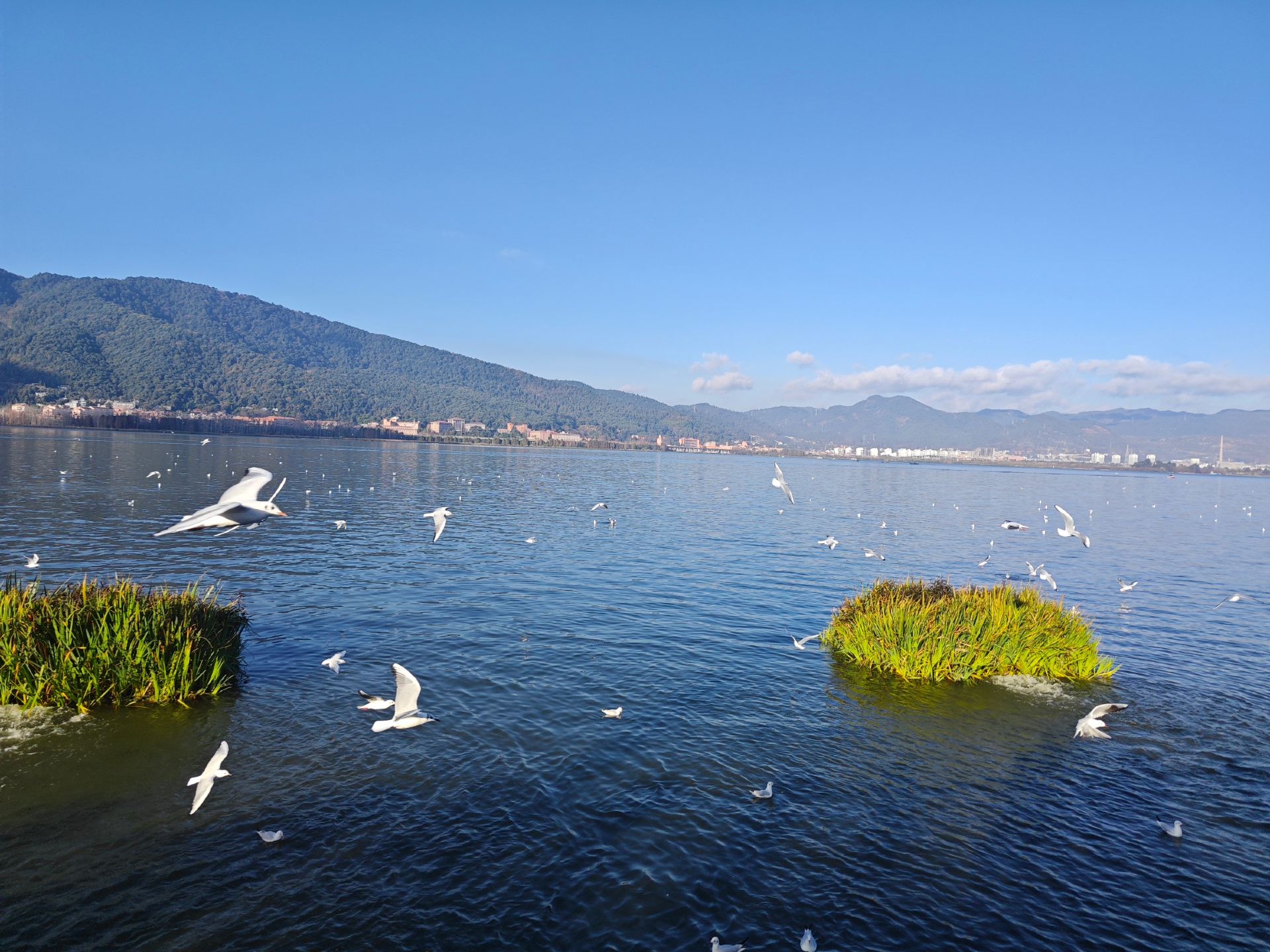 Kunming, Yunnan ~ Dianchi Lake Seagull Viewing Spot

🚗 Transportation:
Take Metro Line 4 to "Bailong Road" Station, then walk about 200 meters.
Bus routes 524, 529, 63, K44, C254, and night bus Z86 to "Haigeng Park" Station.

☁️ Weather:
It is recommended to visit on a sunny day. If it’s rainy or overcast, you can enjoy a different view of Dianchi Lake in the rain, but you might not capture the blue sky and white clouds.

💰 Fees:
The Dianchi Lake Seagull Viewing Spot is free. Entrance to Haigeng Park costs 10 RMB per person. It’s recommended to bring some bread to feed the seagulls. Other expenses mainly include transportation and food.

👣 Suggested Route:
Dianchi Lake Seagull Viewing Spot → Haigeng Park → Xishan Longmen Scenic Area → Dianchi Lake Dam → Xishan Cableway (uphill) → Tea Horse Flower Street (downhill) → Dianchi Lake Dam → Haigeng Park → Dianchi Lake Seagull Viewing Spot (enter the park at least 1 hour before closing)

🏞 Attraction Introduction:
1. Dianchi Lake Seagull Viewing Spot: Great for feeding seagulls and taking photos 📸. Be careful standing by the lake to avoid being accidentally pecked by seagulls. Don’t let children reach out to feed the seagulls to avoid injury.
2. Haigeng Park: A park by Dianchi Lake with wide open views and beautiful scenery. There is a lawn by the lake where you can set up tents and play frisbee.
3. Xishan Longmen Scenic Area: You can take a cable car up the mountain to overlook the entire Dianchi Lake. It’s recommended to visit in the morning as it gets crowded in the afternoon.
4. Dianchi Lake Dam: An excellent spot to view the full panorama of Dianchi Lake and get close to the seagulls. Be sure to keep children away from the water for safety.
5. Xishan Cableway (uphill): The cable car is 3,718 meters long, with a one-way ticket price of 70 RMB per person (round trip included). It offers a panoramic view of Dianchi Lake and is suitable for families with children.
6. Tea Horse Flower Street (downhill): You can taste local snacks and admire ethnic-style architecture. It’s recommended to visit after 5:00 PM to avoid crowds.