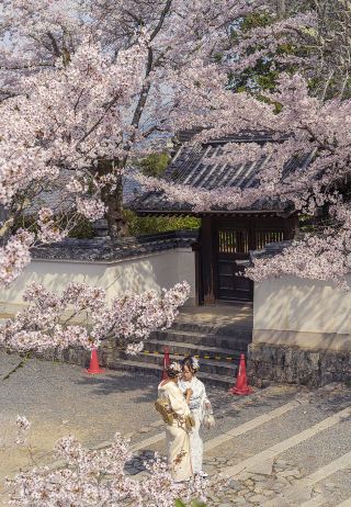 Kyoto Cherry Blossom One-Day Tour Route Recommendation