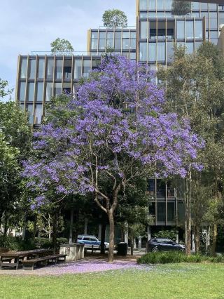 Sydney's Hidden Oasis Chippendale Green: The Ultimate Relaxation Spot