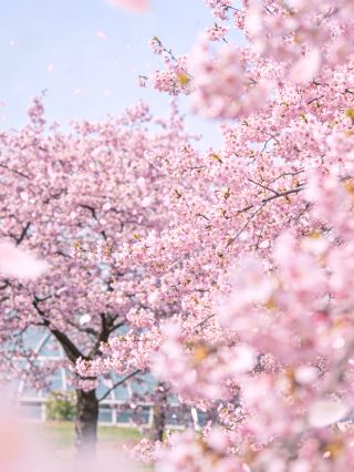 Early Spring Exclusive Romance｜Early Cherry Blossoms Blooming at Chenshan, No Need to Go to Japan to Capture Japanese-Style Masterpieces