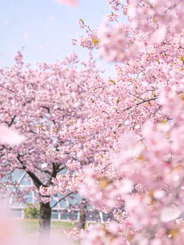 Early Spring Exclusive Romance|Early Cherry Blossoms Blooming at Chenshan, No Need to Go to Japan to Capture Japanese-Style Masterpieces