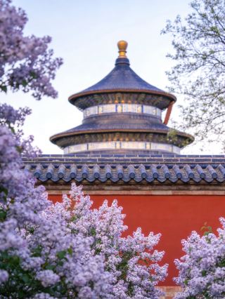 เพลิดเพลินกับดอกไม้ที่วัดเทียนถาน | ท่ามกลางกำแพงสีแดงและต้นสนไซเปรสโบราณ สัมผัสความงดงามของดอกไม้ในฤดูใบไม้ผลิ