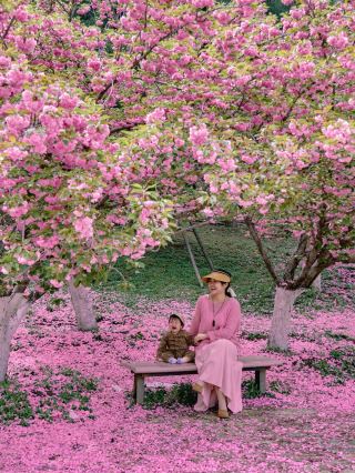 418 Live Update｜Tulips and Cherry Blossoms, Who Understands Sakura