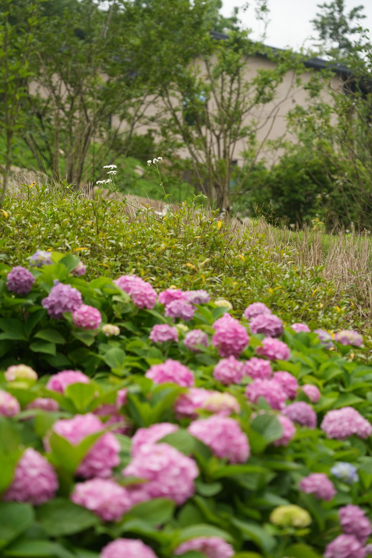 A Gentle Rendezvous with Hydrangeas in Hongyan Beautiful Village