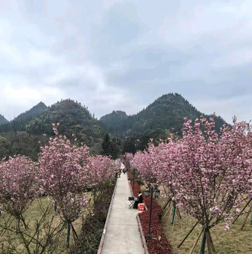 混雑を避けて花を楽しむベストルート | Trip.com 興義