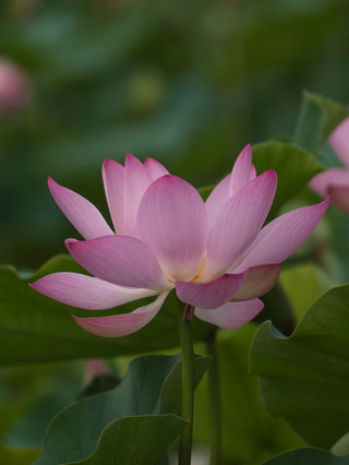 京城7月の蓮の花リレー開花