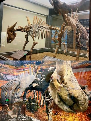 Explore the Huma County Museum in Daxing'anling, Heilongjiang Province!